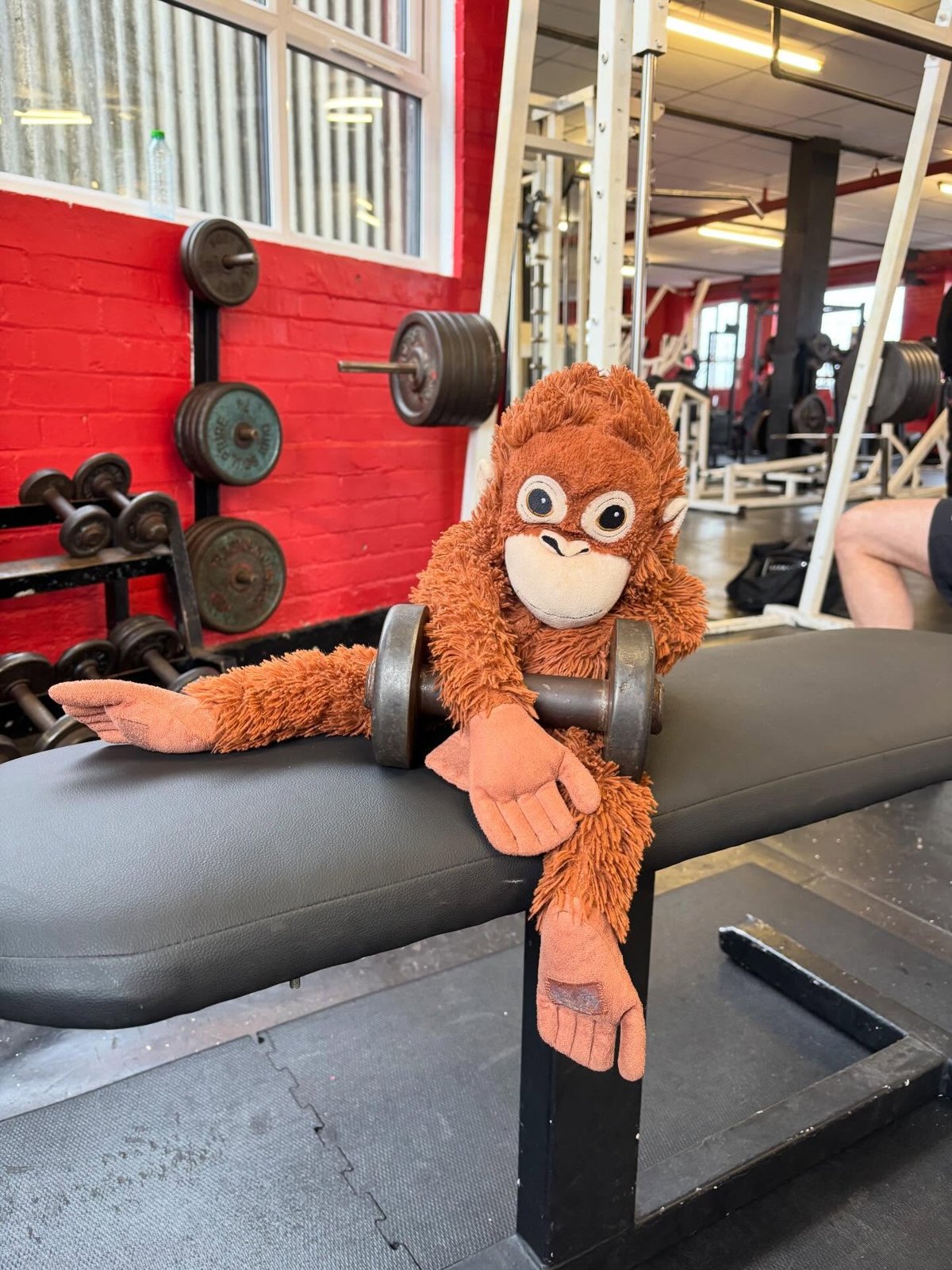 A toy orangutan sat on a weights bench in the bench area